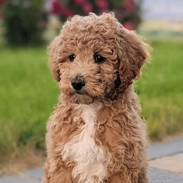 Bernedoodles and Goldendoodles from Legacy Doodles