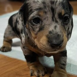 Dachshunds from Wallace Dachshunds