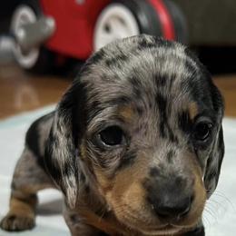 Dachshunds from Wallace Dachshunds