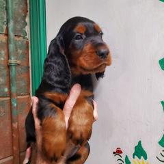 Boy 5 - male Gordon Setter puppy in from Katherine's Golden Retrievers, Gordon Setters, and English Setters