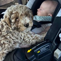 Cavapoo, Cockapoo, Goldendoodle, and Maltipoo Puppies from Perdue Puppies