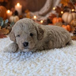 Maize - Apricot female Cavapoo puppy in Sparta, Missouri from Sis' Doodles & Poodles
