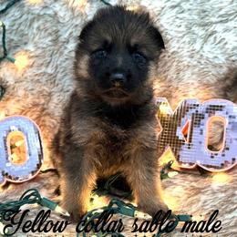 Yellow collar - Sable female German Shepherd puppy in Canterbury, Connecticut from Nachtwaechter German Shepherds, LLC