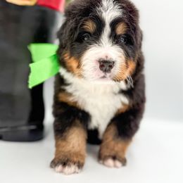 Buddy - Black and rust male Bernese Mountain Dog puppy in Purcell, Oklahoma from Swiss Berner Bears