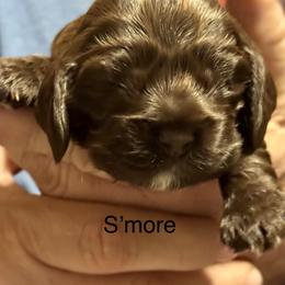 S'More - Brown and white female Cocker Spaniel puppy in Memphis, Tennessee from Cordova Cockers
