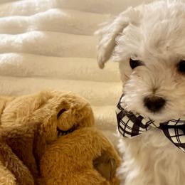 Cavapoos, Maltipoos, Poodles, and Yorkipoos from Wonderfully Made Poodles & Doodles
