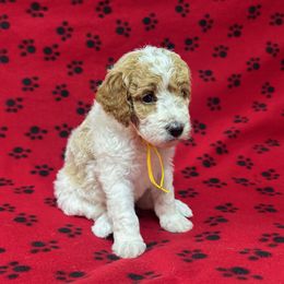 Liberty - Parti female Poodle puppy in New Britain, Connecticut from Poodles of New England