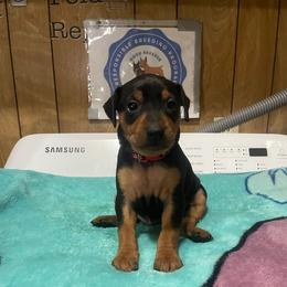 Smokey - Black and rust male Miniature Pinscher puppy in Grove, Oklahoma from K&J's Min Pins Of Grand Lake