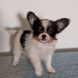 Ravyns Girl 1 - White black and tan female Papillon puppy in Joshua, Texas from Summertime Kennels