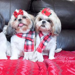 Shih Tzu and Shorkie Puppies from Nana's Happy Pups