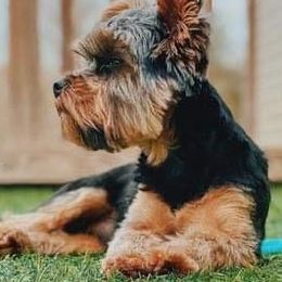 Maltese, Morkies, and Yorkshire Terriers from Little Paws Nursery