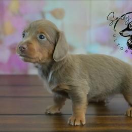 Aeko - Fawn (isabella) and tan male Dachshund puppy in Fultonville, New York from Sandy Aussies & Pomeranians