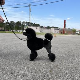 Betty - Poodle