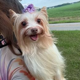 Sanora - Chocolate, tan and white female Yorkshire Terrier puppy in Florence, Alabama from Yorkies of Forest Creek