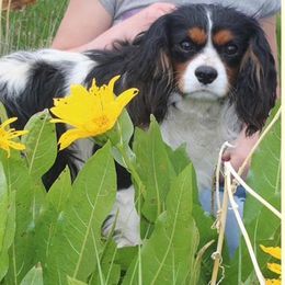Buck - Cavalier King Charles Spaniel