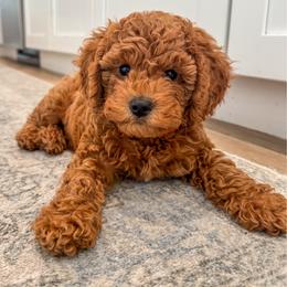 Tan - Red  male Goldendoodle puppy in Mesa, Arizona from Tails and Trails Doodles
