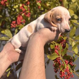 Bonnie - AKC - Piebald female Dachshund puppy in Englewood, Florida from Dach of Doxies
