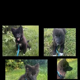 German Shepherd and Siberian Husky Puppies from Rose Trail Siberian’s