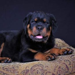 Rottweiler Puppies from Royalhaus Rottweilers