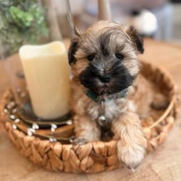 Teddy - Wheaten male Miniature Schnauzer puppy in Orange City, Florida from Xaysha’s Miniature Schnauzers