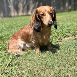 Hazel - Dachshund