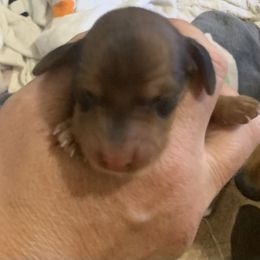 1 female - Red female Dachshund puppy in Bethany, Connecticut from Mardox Dachshunds