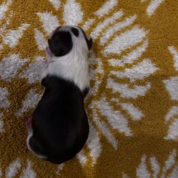 Chihuahua Puppies from Fancy Pants Chihuahua’s