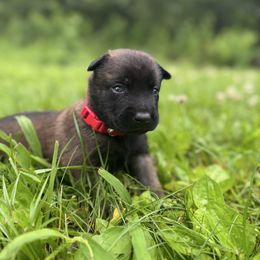 Xena - Black sable male Belgian Malinois puppy in Russellville, Kentucky from KCK9