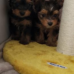 Yorkshire Terrier puppies from Charz Dollz