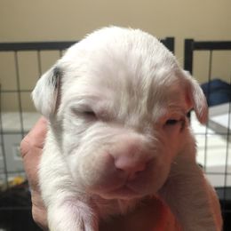 Boy 4 - American Bulldog puppy in Raeford, North Carolina from Muskoka Strong American Bulldogs