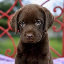 Willow previously Magnolia - Chocolate female Dilute Retriever puppy in Baldwin City, Kansas from Hedge Lane Labradors