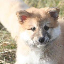 Icelandic Sheepdog Puppies from Valhalla Icelandic Sheepdogs