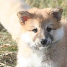 Icelandic Sheepdog Puppies from Valhalla Icelandic Sheepdogs
