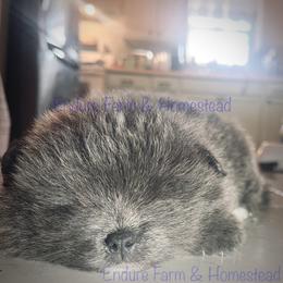 Jelly Belly - Blue male Pomeranian puppy in Plantersville, Texas from Endure Farm Inc
