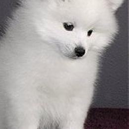American Eskimo Dogs from Wintersun Eskies