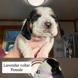 Lavender collar - Black brown and white female Basset Hound puppy in Kenansville, Florida from Fancy Hounds