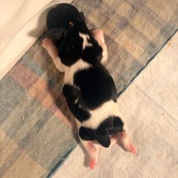 Sophie - Black and white female Shih Tzu puppy in Hemet, California from Aloha Shih Tzu