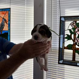 Ace - Black white and tan male Beagle puppy in Meridianville, Alabama from Spear Haven Beagles (formerly Spear Lake Beagles)