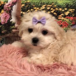 Peaches - White female Maltese puppy in North Myrtle Beach, South Carolina from Perfect Puppies