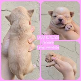 Franny - Fawn and white female Chihuahua puppy in Vineland, New Jersey from Royal Companion's