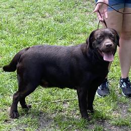 Bam Bam - Labrador Retriever