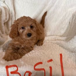 Basil - Apricot male Cavapoo puppy in Sherwood, Michigan from Patrick's Puppies
