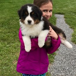 Australian Shepherd Puppies from NorthRidge Australian Shepherds