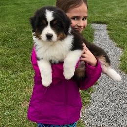 Australian Shepherd Puppies from NorthRidge Australian Shepherds