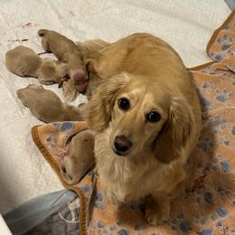 TeddyCream boy 1 - Cream male Dachshund puppy in Casselberry, Florida from Amore Mini Dachshund Breeders & More