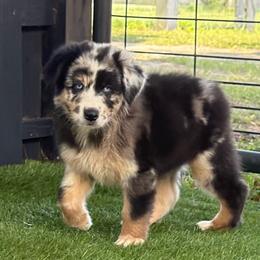 Sammy - Blue merle male Australian Shepherd puppy in Oak Hill, Florida from Swingin T Ranch LLC