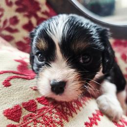 Joey - Tri-color male Cavalier King Charles Spaniel puppy in Watsontown, Pennsylvania from Huntsman Cavaliers