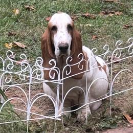 Laylow - Basset Hound