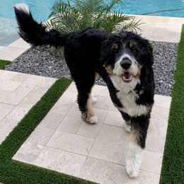 Assorted Doodle Crosses, Aussiedoodles, Bernedoodles, and Goldendoodles from Archer Hill Farm