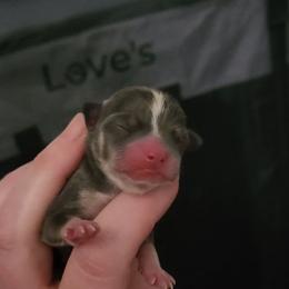Bella - Blue and tan female Chihuahua puppy in Ashtabula, Ohio from Paw's & Awe's Chihuahuas